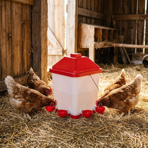 Poules buvant à l'abreuvoir dans le poulailler